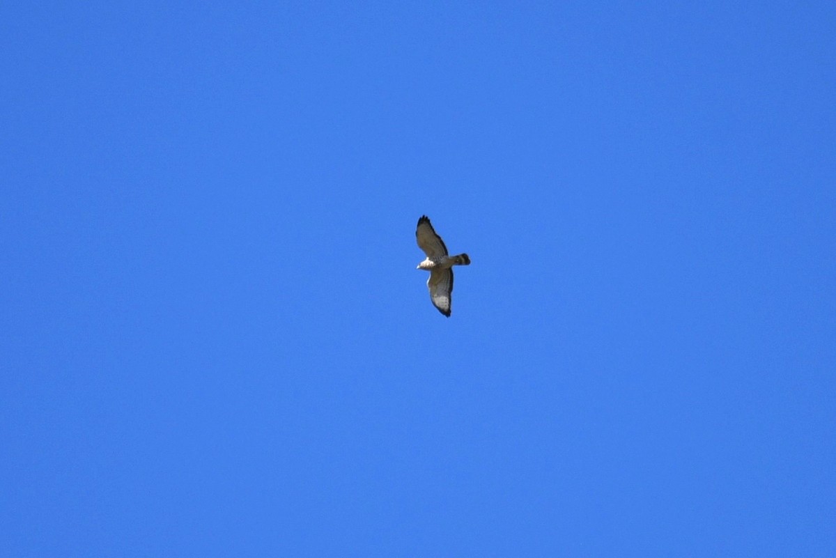Broad-winged Hawk - Bruce Mast