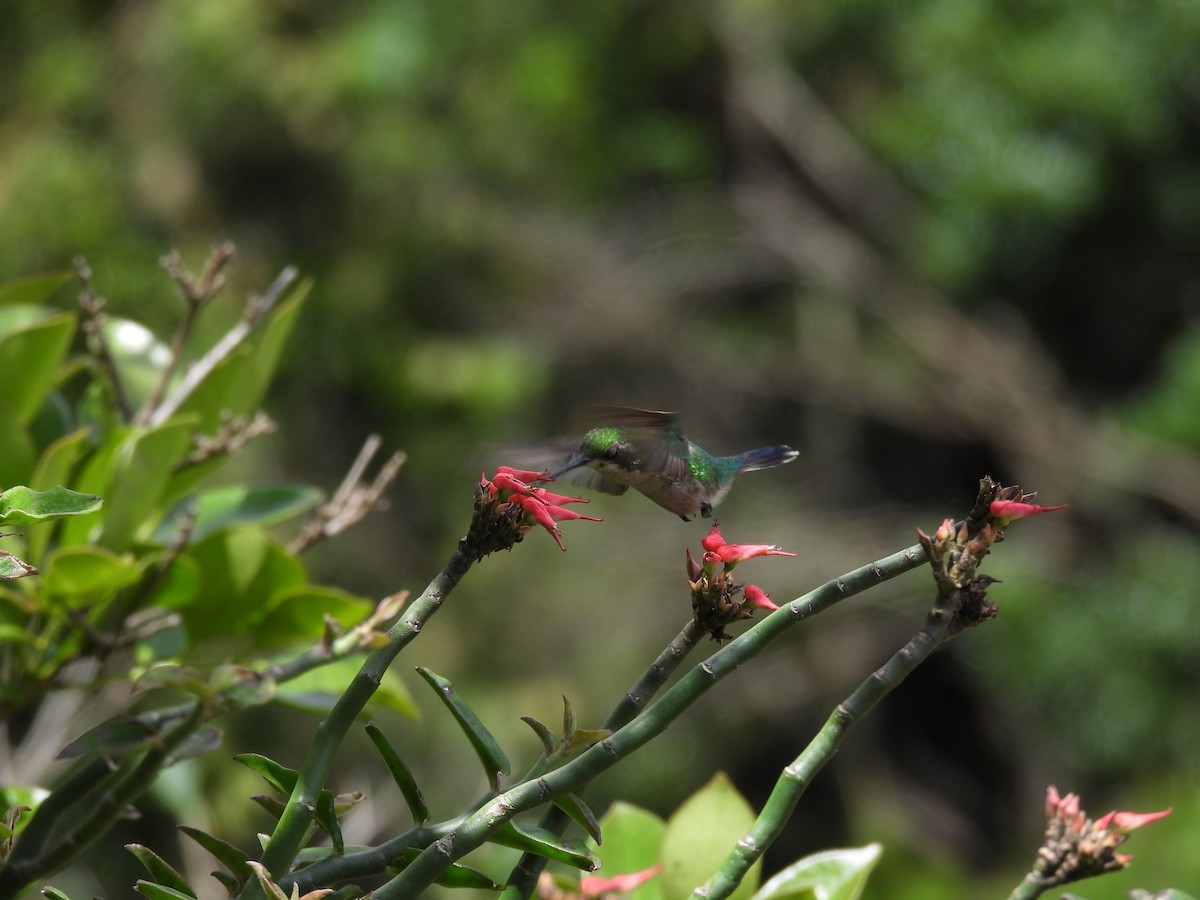 Gartensmaragdkolibri - ML619648813