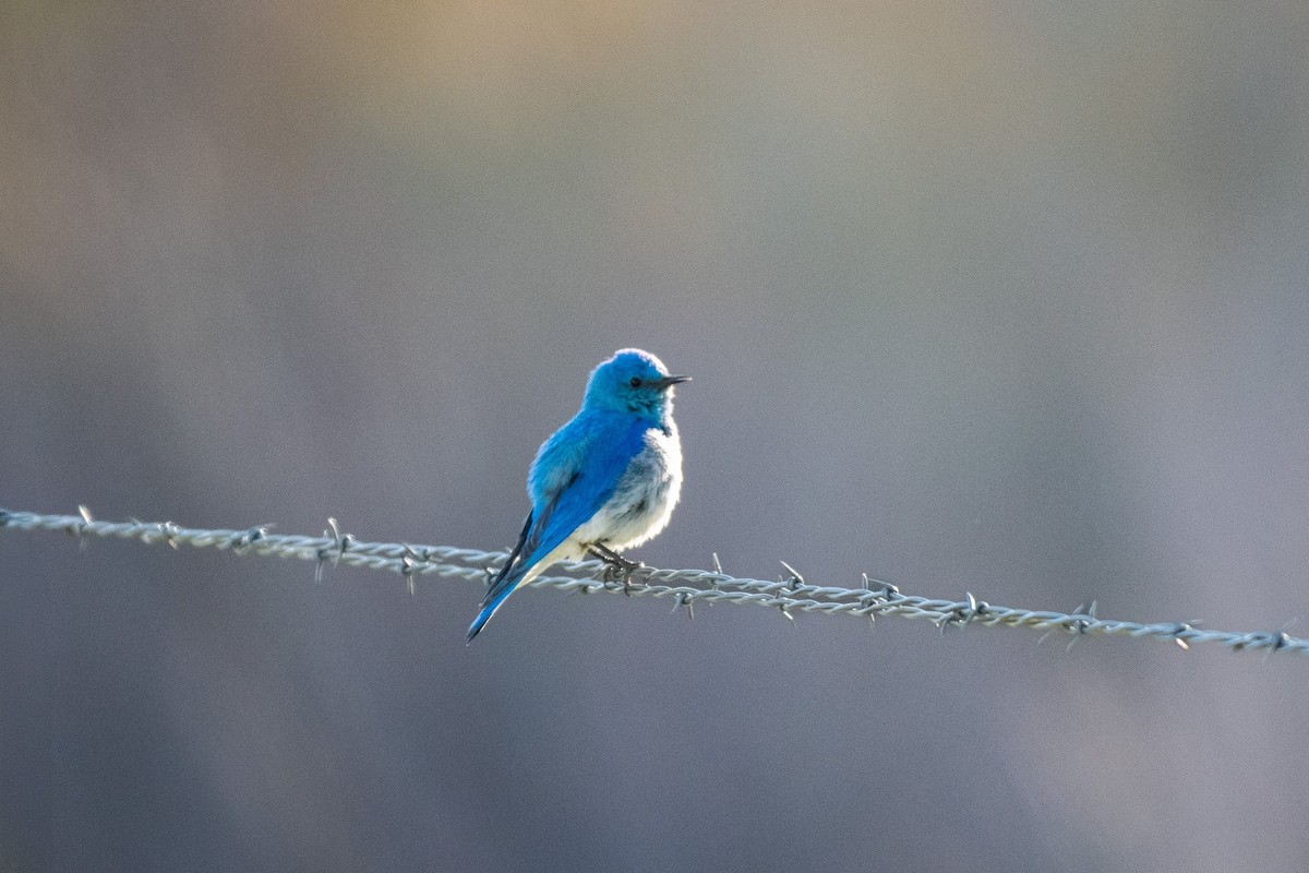 Mountain Bluebird - Liz Klinger