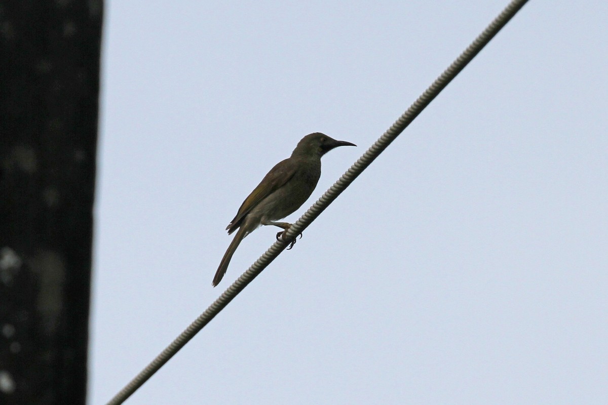 Western Wattled-Honeyeater - ML619648821