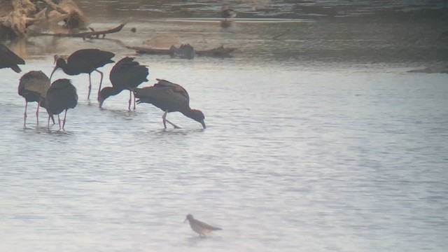 ibis hnědý - ML619648827
