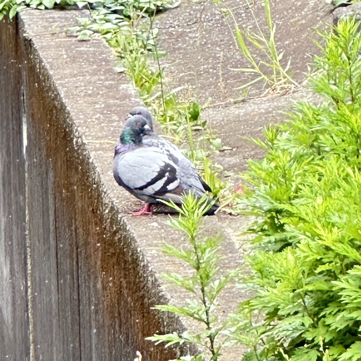 Rock Pigeon (Feral Pigeon) - Annie Donwerth-Chikamatsu