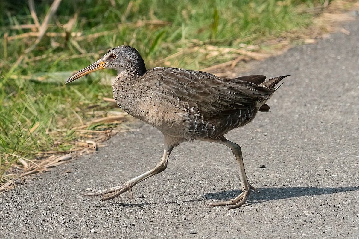 Clapper Rail - Shori Velles