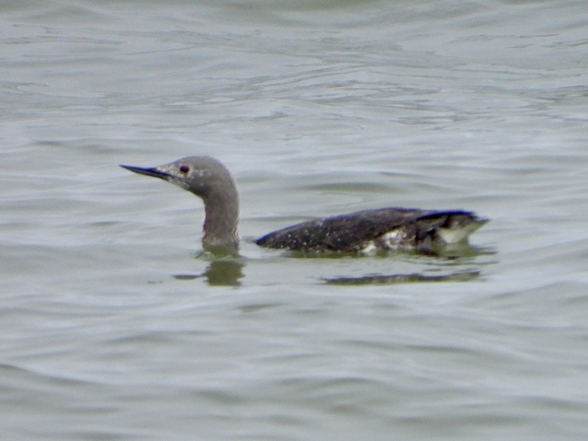 Red-throated Loon - Sophie Bourdages