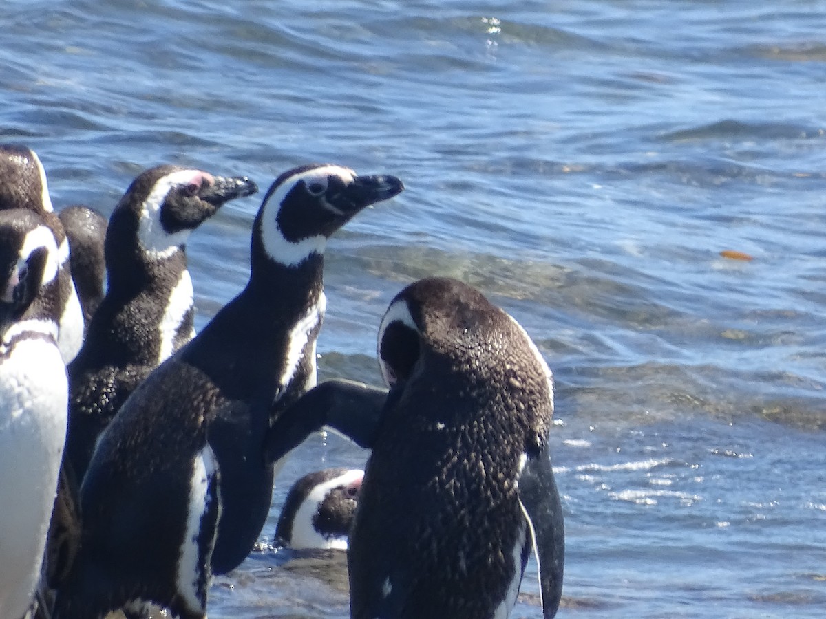 Magellanic Penguin - ML619648852