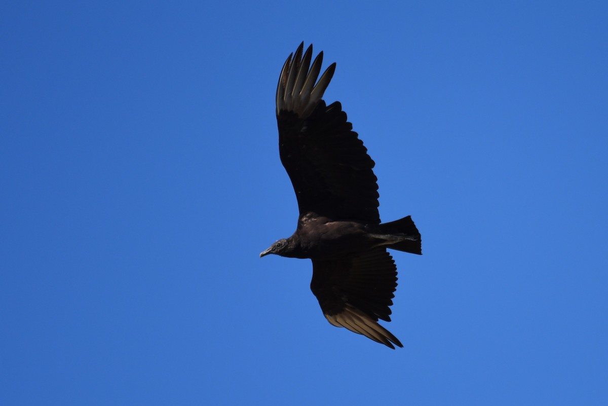 Black Vulture - ML619648854