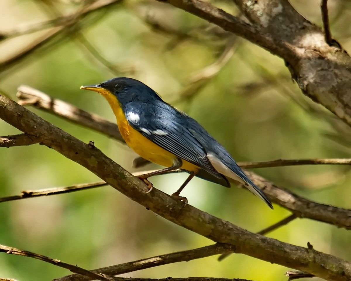 Tropical Parula - Amaury Pimenta