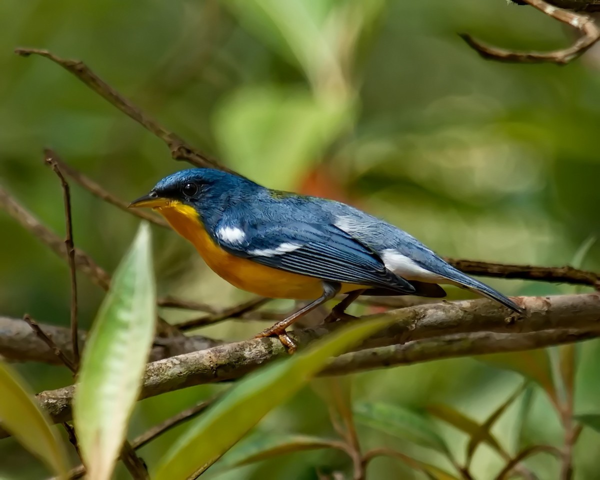 Tropical Parula - Amaury Pimenta