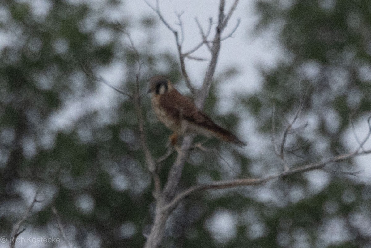 American Kestrel - Rich Kostecke