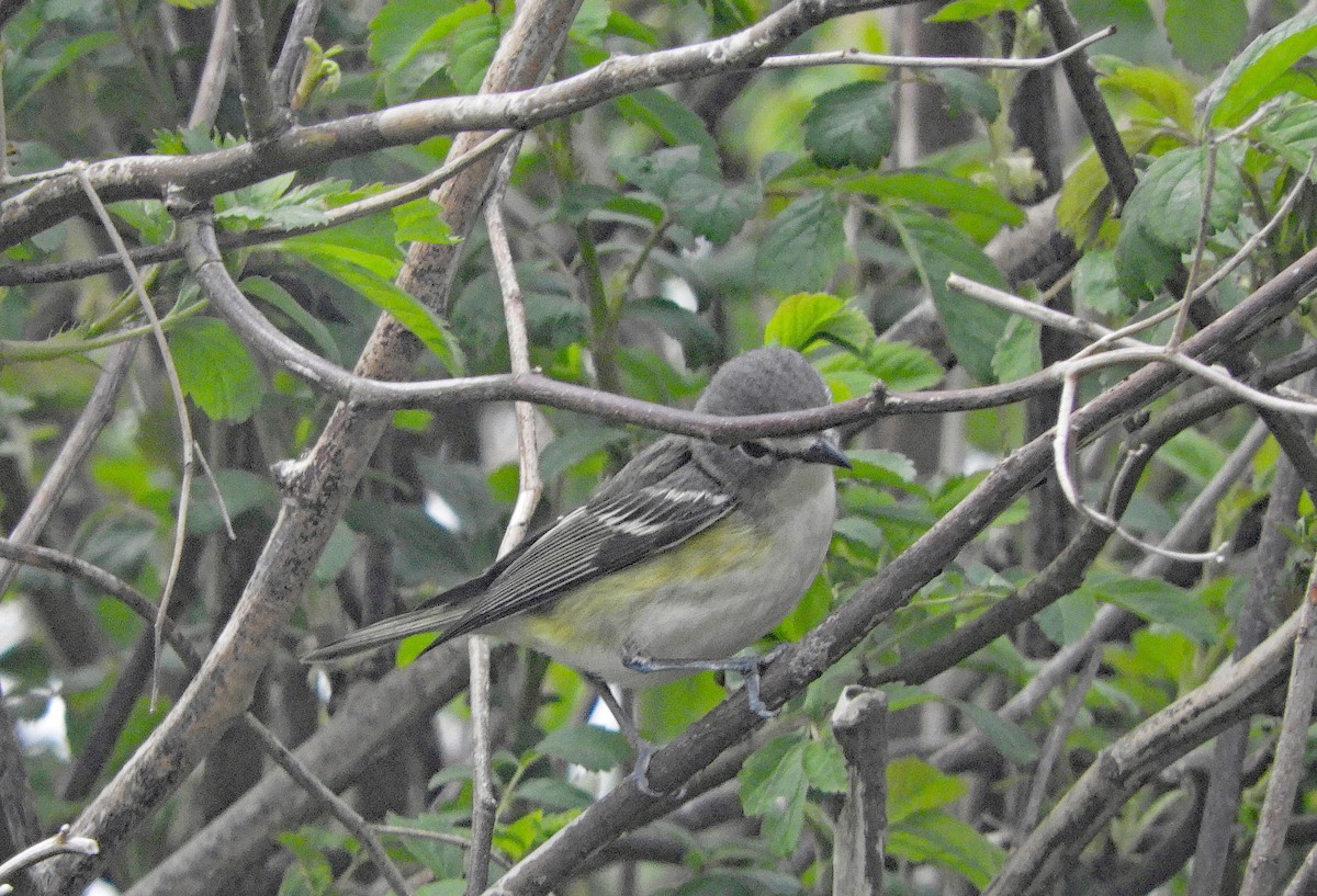 tanımsız vireo (Vireo cassinii/solitarius/plumbeus) - ML619648863