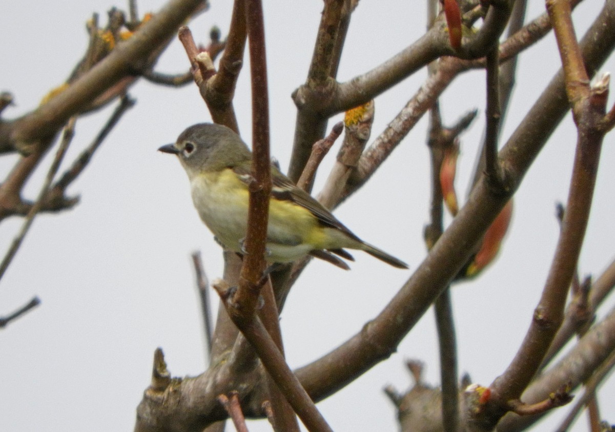 tanımsız vireo (Vireo cassinii/solitarius/plumbeus) - ML619648869