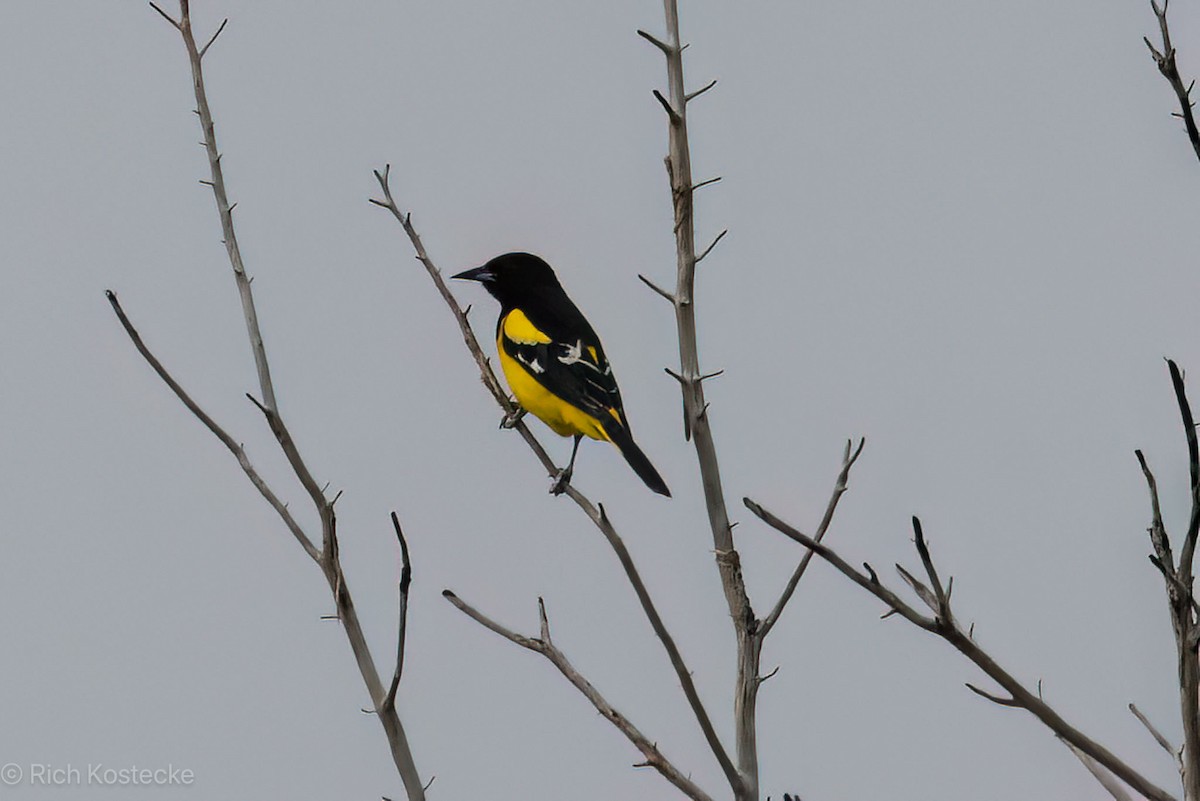 Scott's Oriole - Rich Kostecke