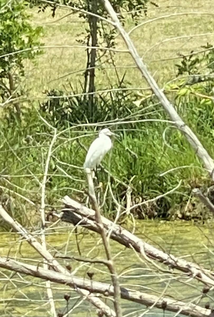 Snowy Egret - ML619648884