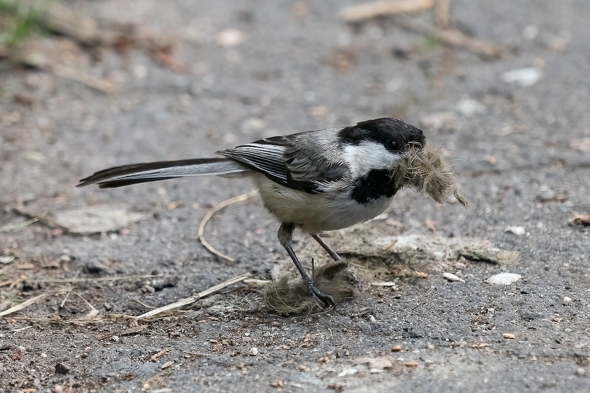 Black-capped Chickadee - Shori Velles