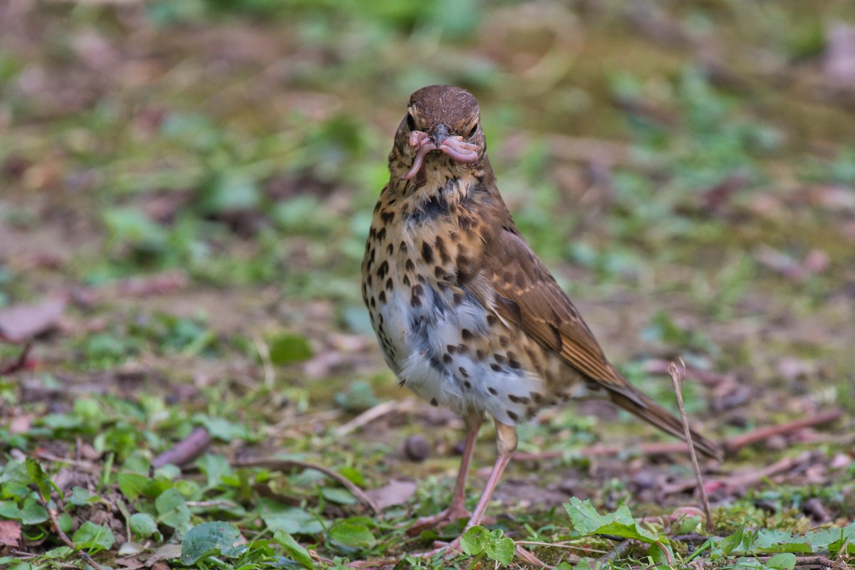 Song Thrush - Donald Fullmer