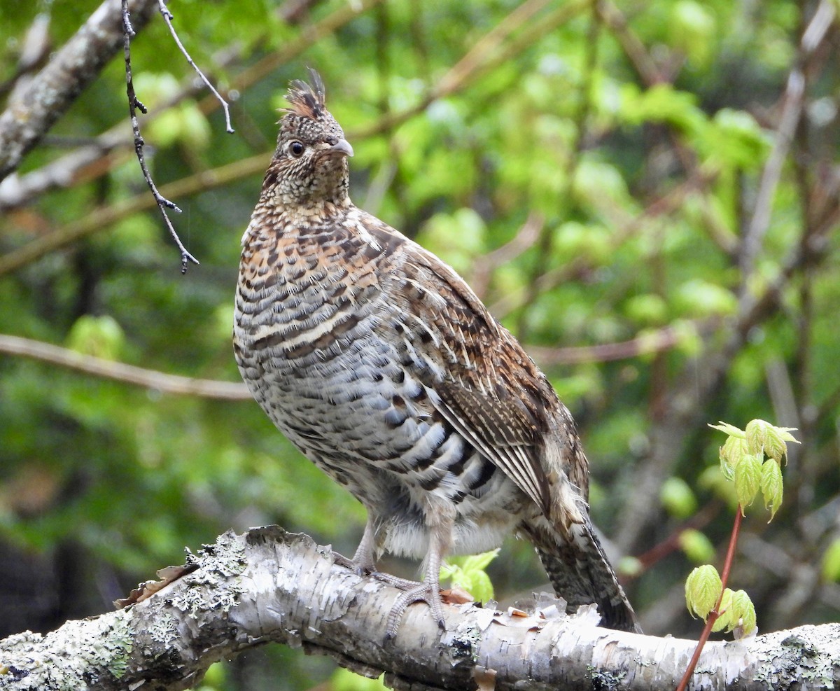 Ruffed Grouse - Sophie Bourdages