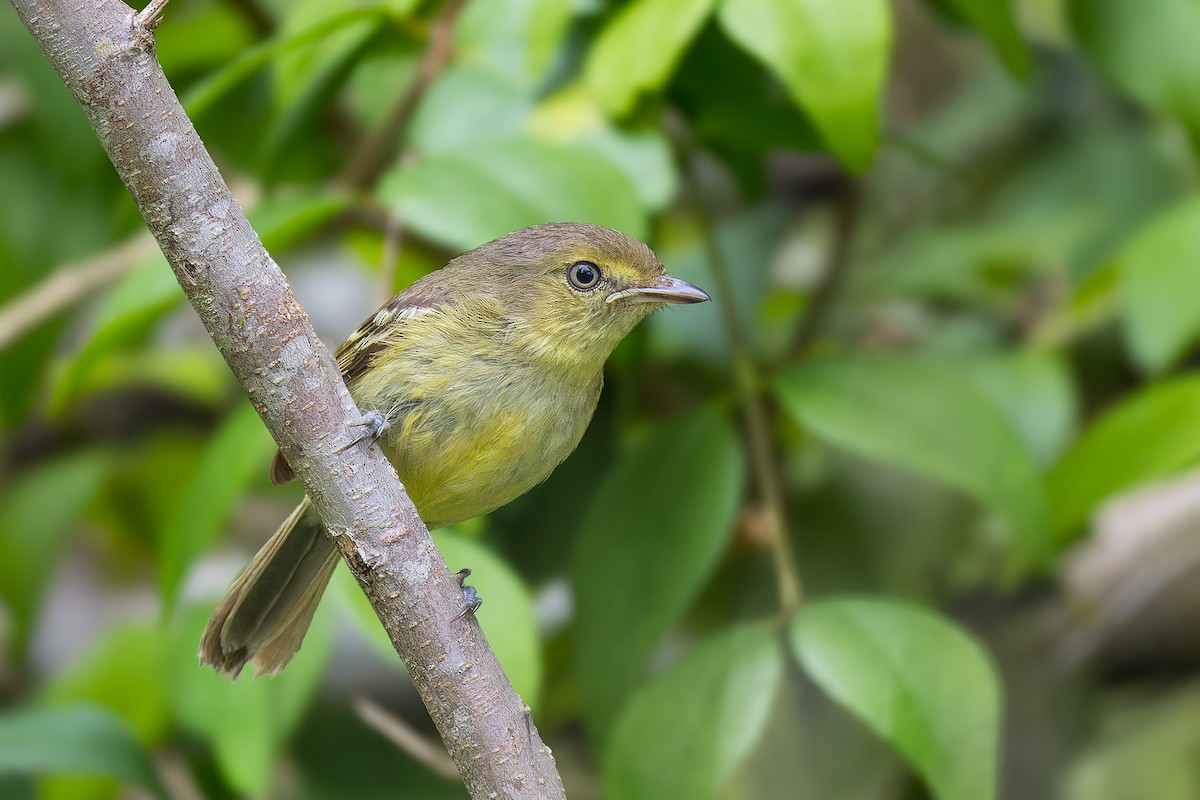 Flat-billed Vireo - ML619648903