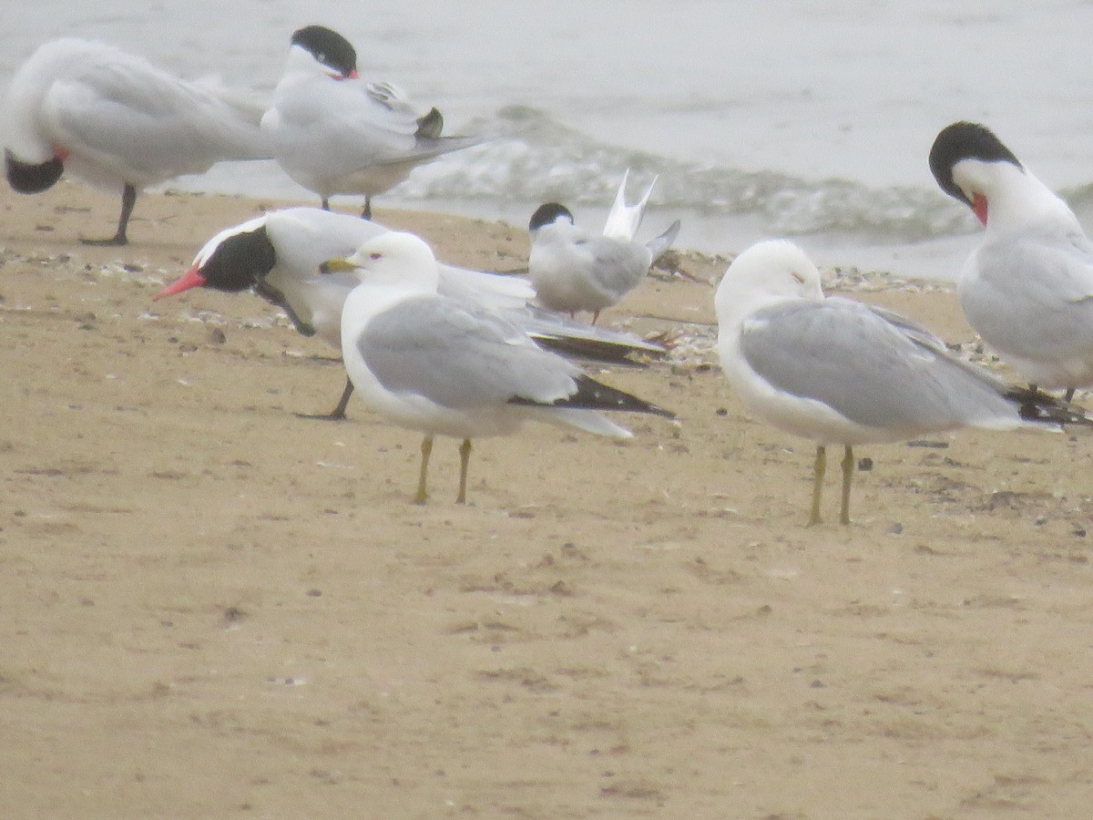 Common Tern - Robert Hansen