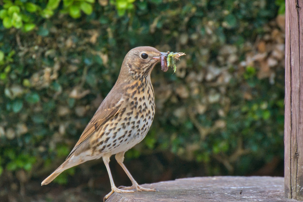 Song Thrush - Donald Fullmer