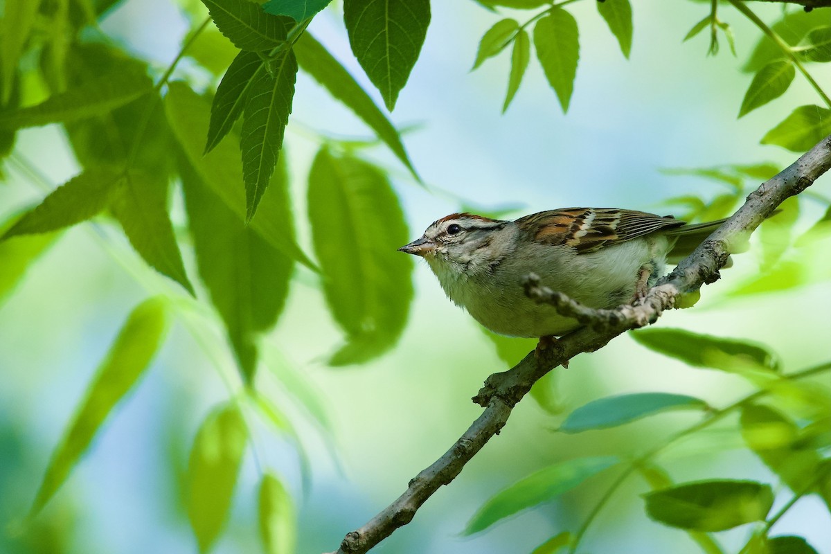 Chipping Sparrow - Amélie Rivet