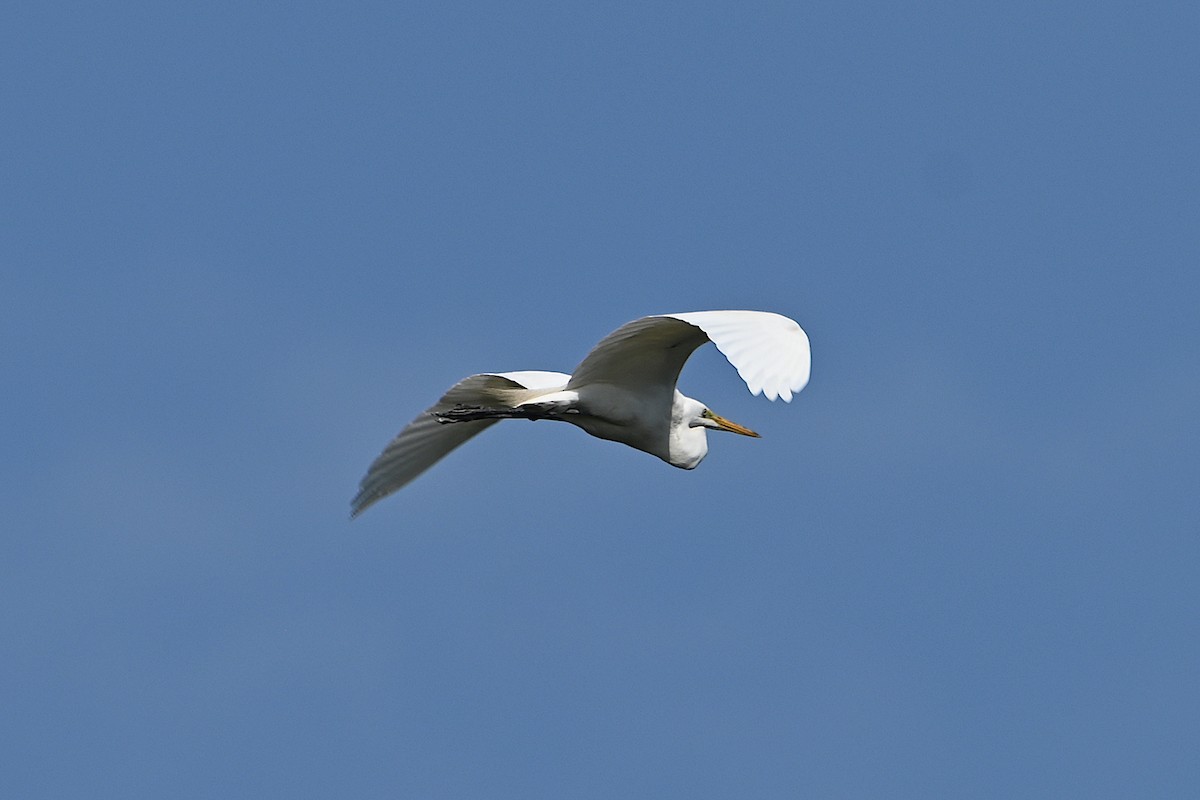 Great Egret - ML619648931