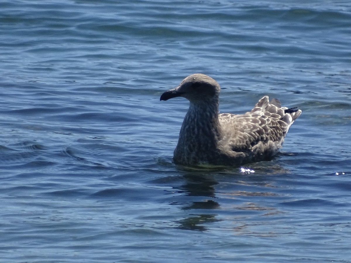 Kelp Gull - José Ignacio Catalán Ruiz