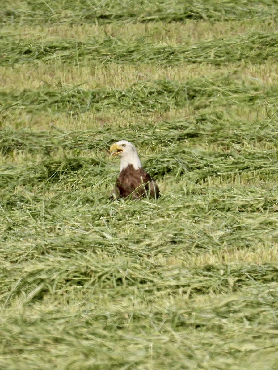 Bald Eagle - Tracy Mosebey