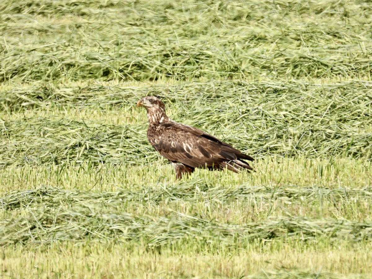 Bald Eagle - Tracy Mosebey