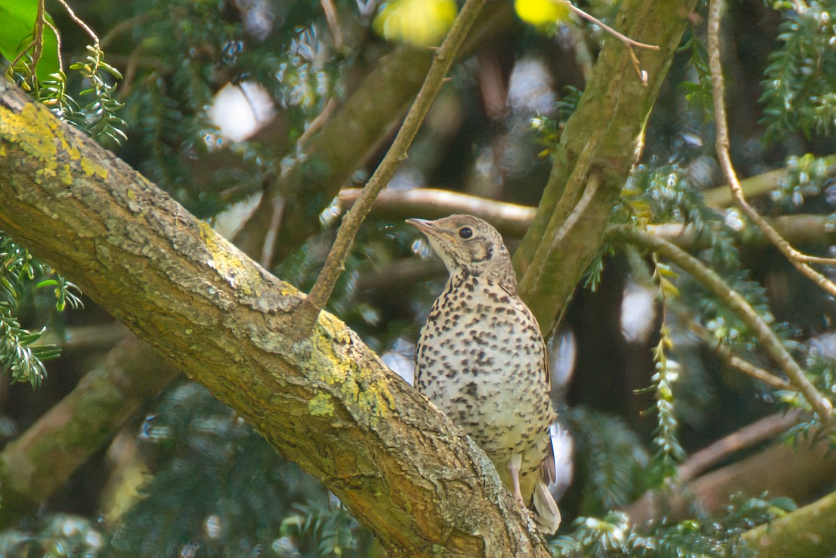 Song Thrush - Donald Fullmer