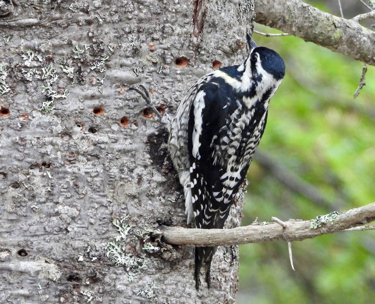 Yellow-bellied Sapsucker - Sophie Bourdages