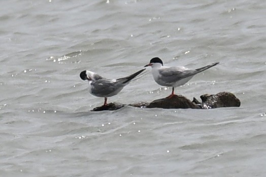 Common Tern - Michele Carnerie