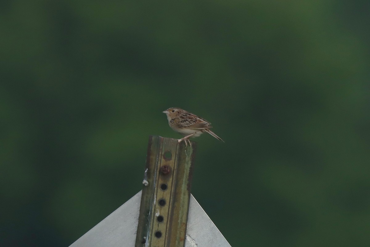 Grasshopper Sparrow - ML619648951