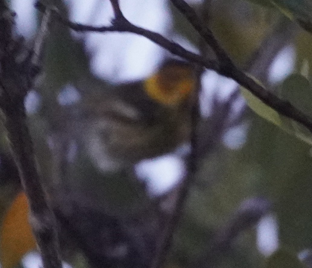 Cape May Warbler - John McCallister