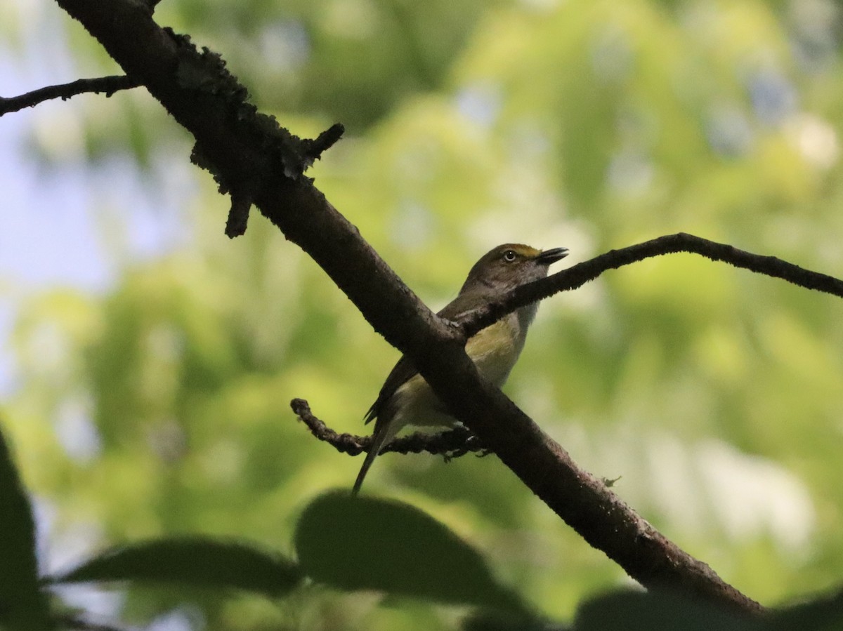 White-eyed Vireo - Eric Bosch