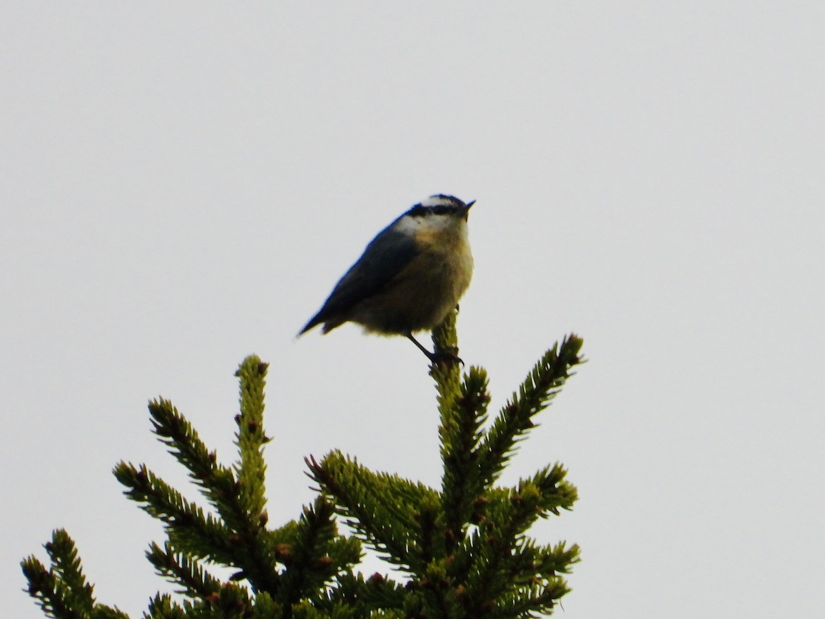 Red-breasted Nuthatch - Sophie Bourdages