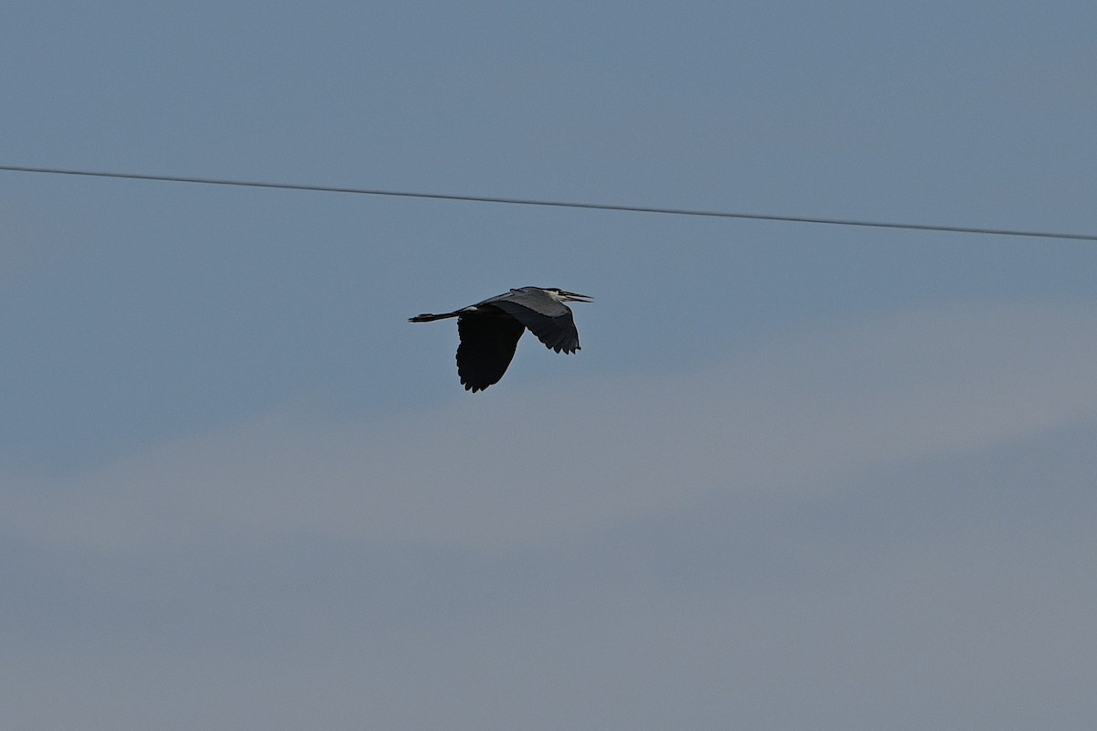 Great Blue Heron - ML619648970