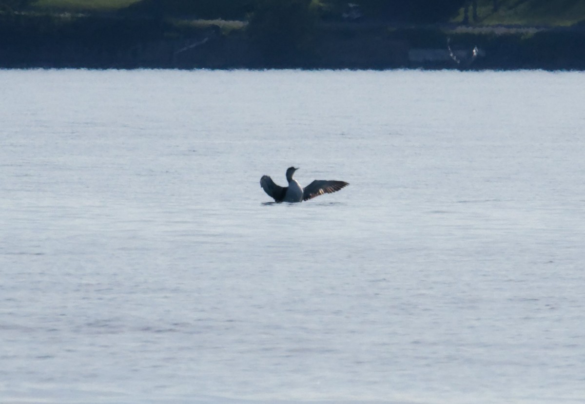 Common Loon - David Hoag