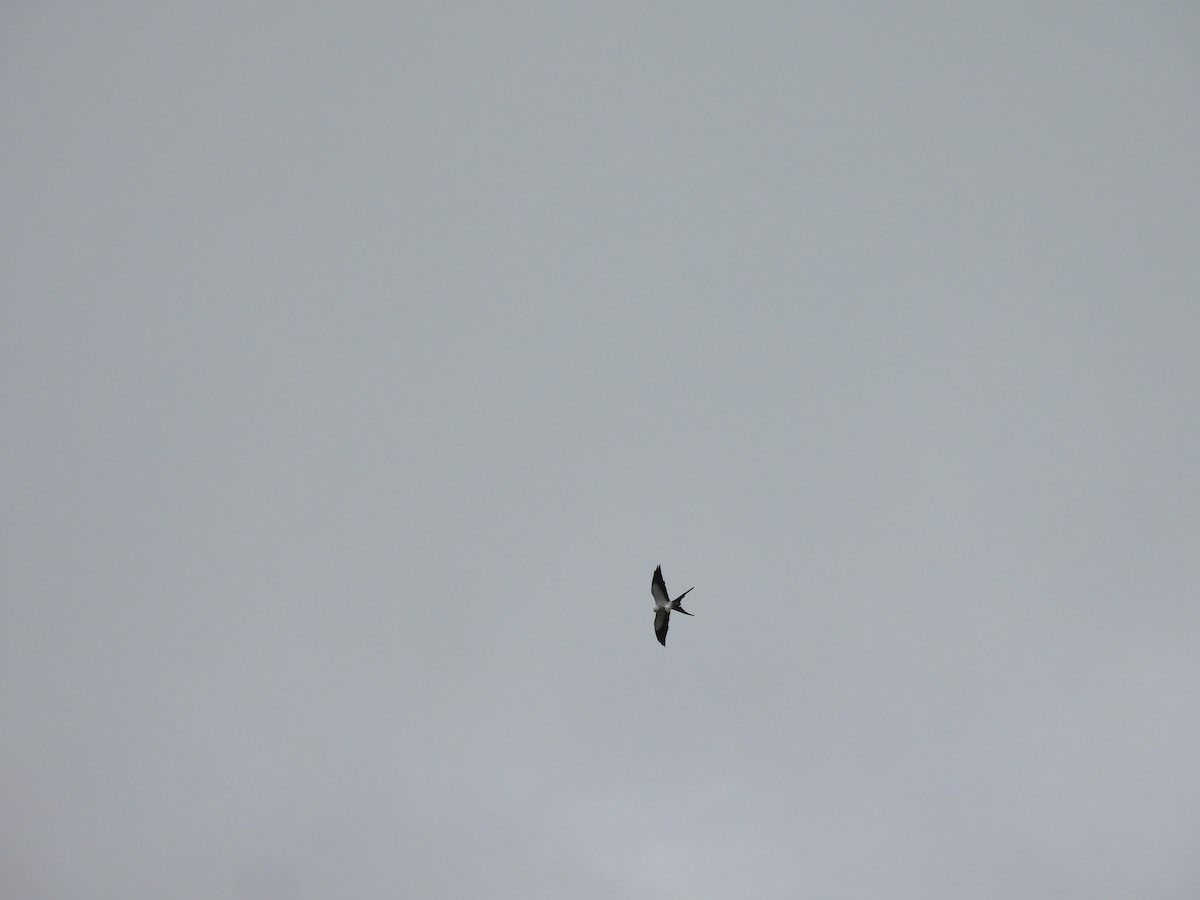 Swallow-tailed Kite - Elida Valdés