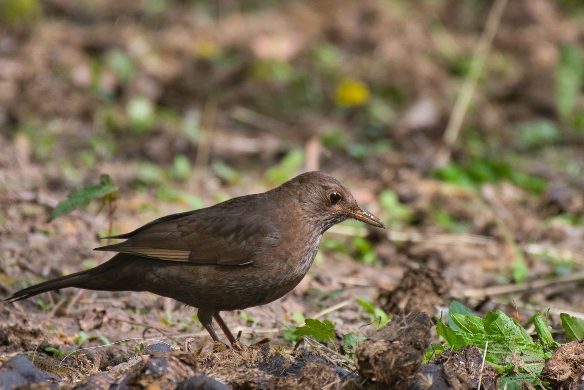 Eurasian Blackbird - Donald Fullmer