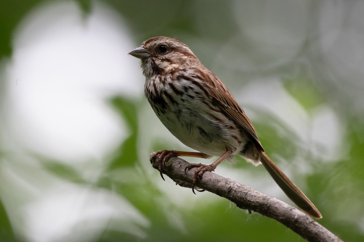 Song Sparrow - Aaron Kuiper