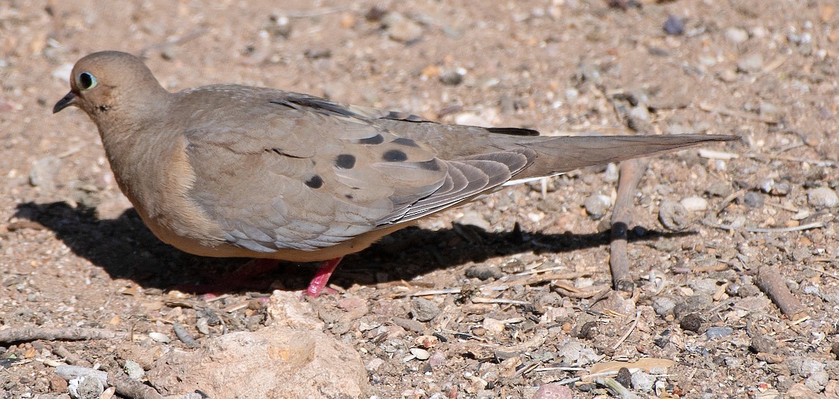 Mourning Dove - Kenneth Butler