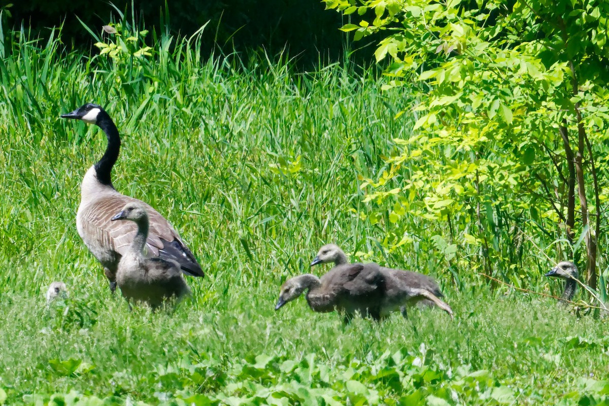 Canada Goose - David Hoag