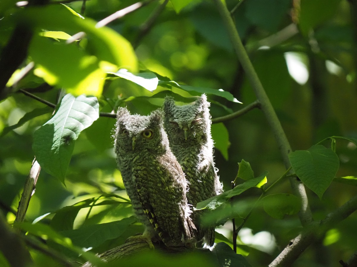 Eastern Screech-Owl - ML619649026