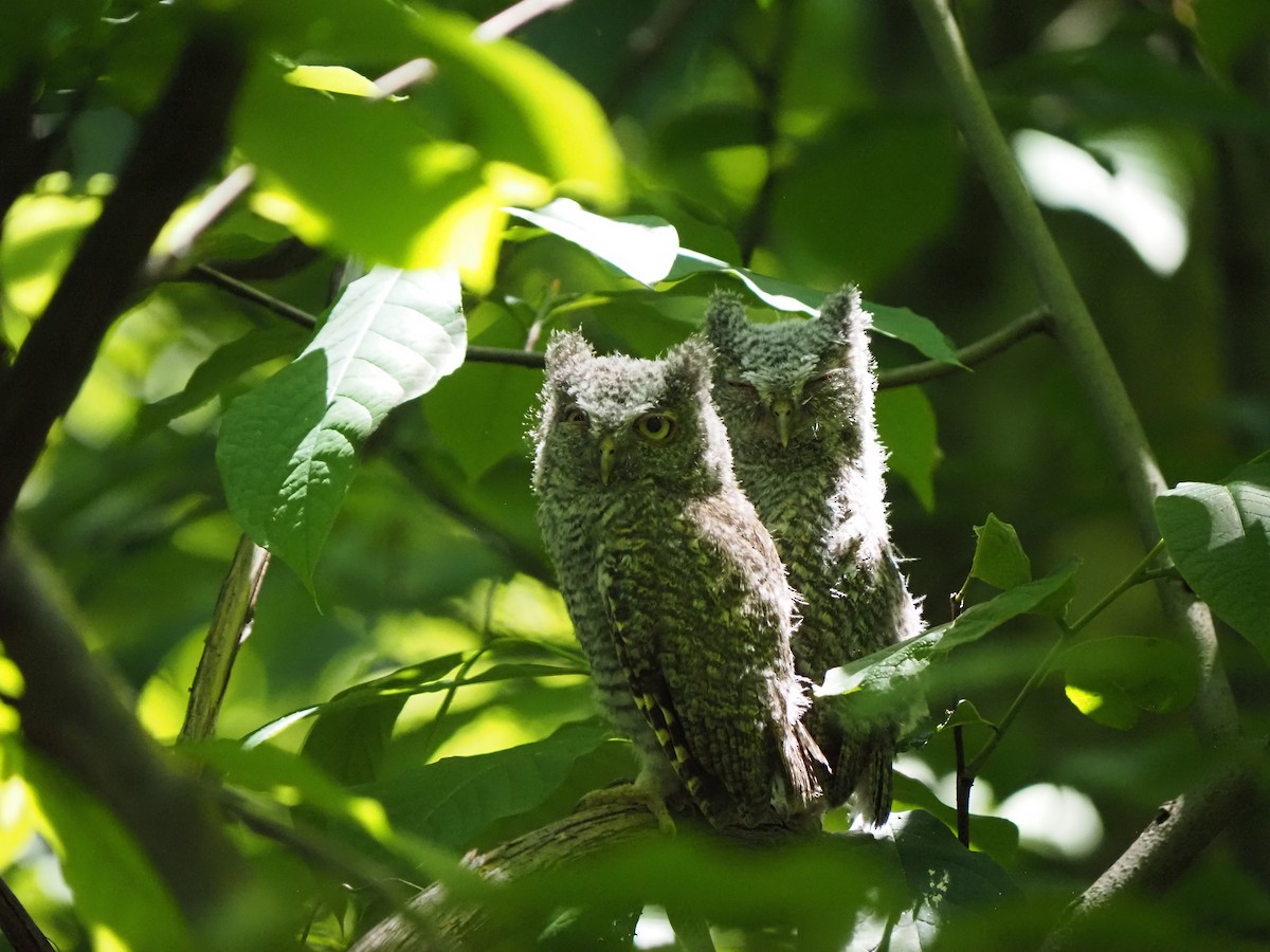 Eastern Screech-Owl - ML619649027