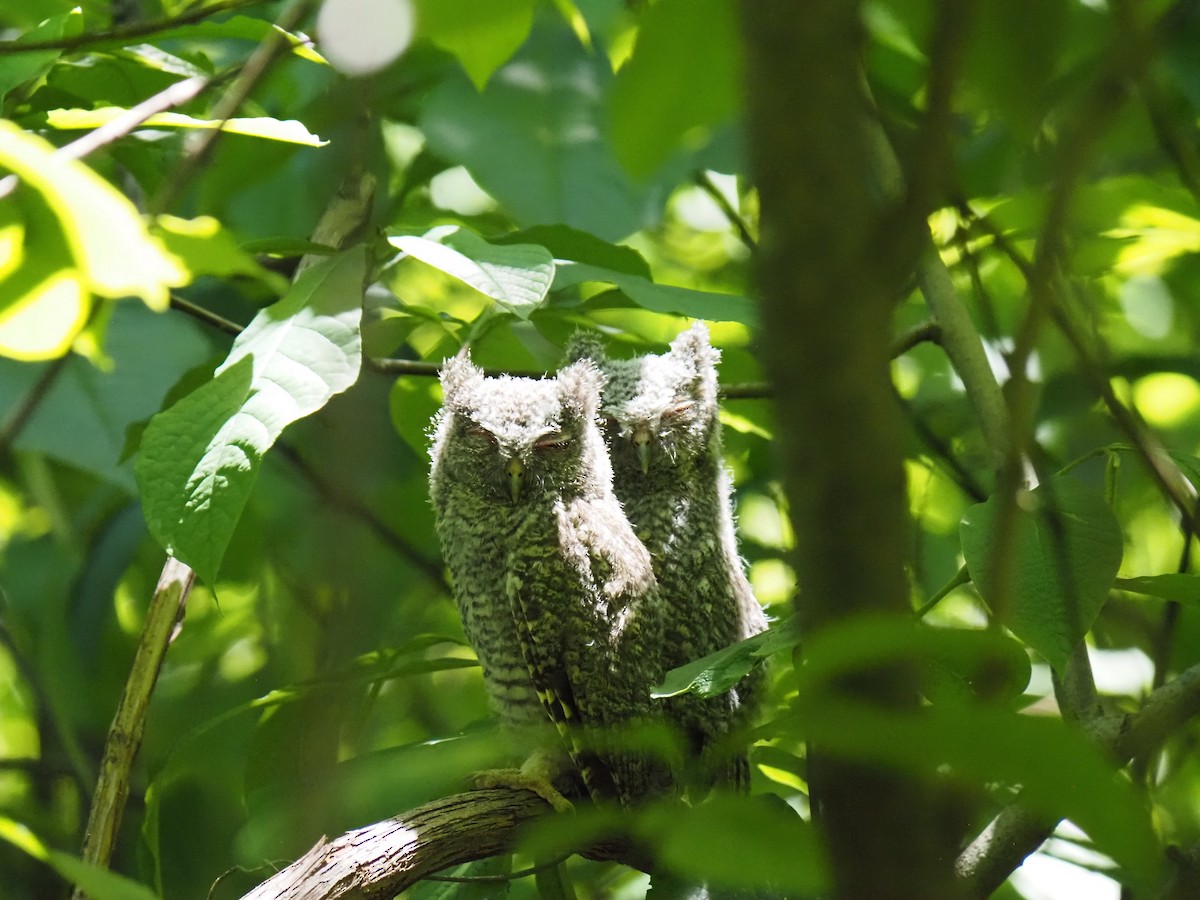 Eastern Screech-Owl - ML619649029