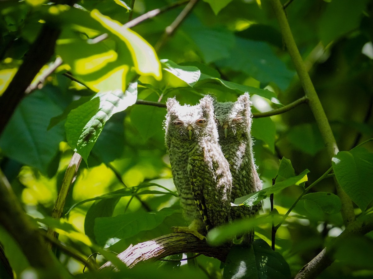 Eastern Screech-Owl - ML619649032