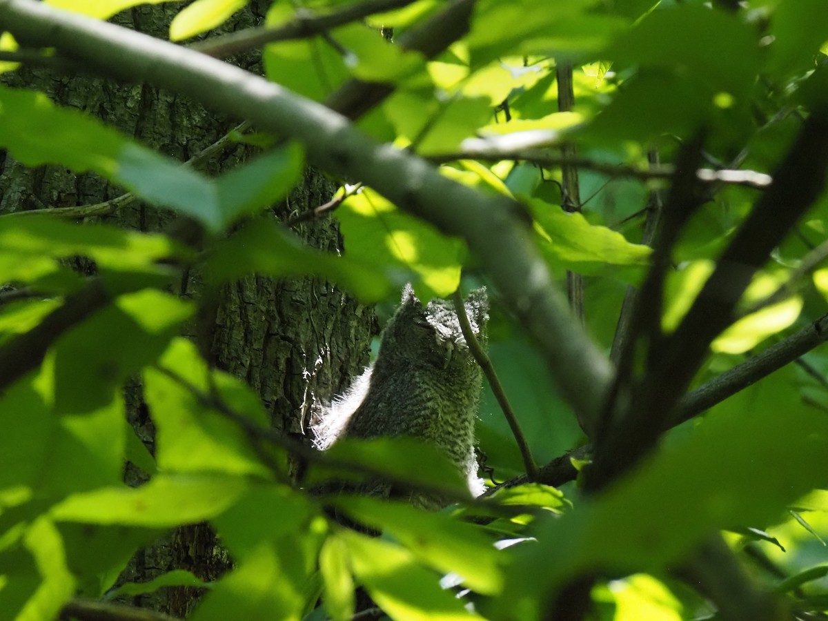 Eastern Screech-Owl - ML619649033