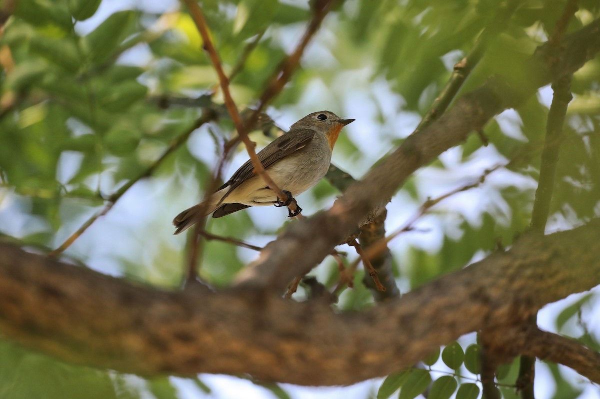 Taiga Flycatcher - Starlit Chen