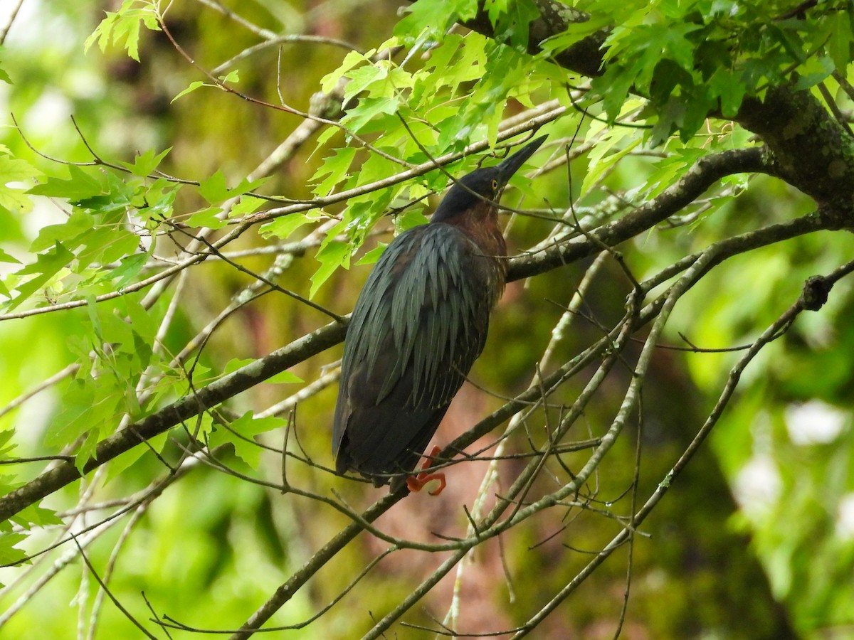 Green Heron - Anonymous