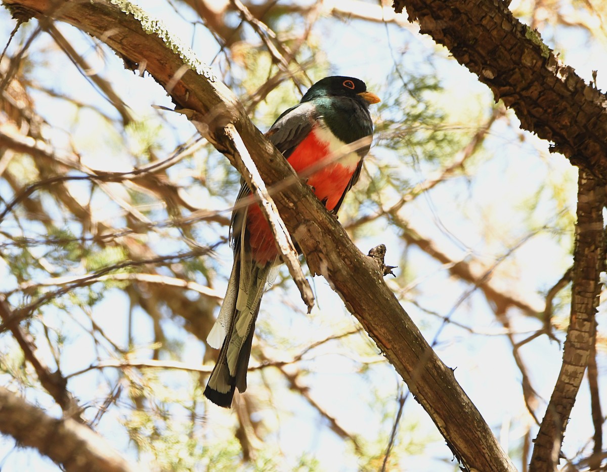 Elegant Trogon - Glenn Wyatt